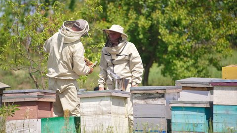 Couple of apiarists look at one frame covered with bees. Busy beekeepers at their bee farm. Forest backdrop.