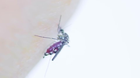 Aedes aegypti Mosquito on skin. Close up a Mosquito sucking human blood. High quality 4k footage