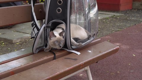 Beautiful curious cat with blue eyes. The cat sits in a backpack with a transparent window.