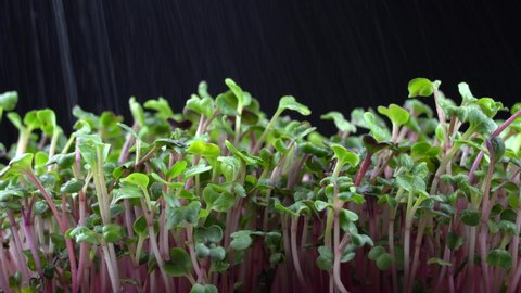 Watering radish microgreens. Water is sprayed on green plants raphanus sativus. Splashed on juicy young sprouts in containers. Germination of vegetable seeds. Healthy nutrition and organic food.