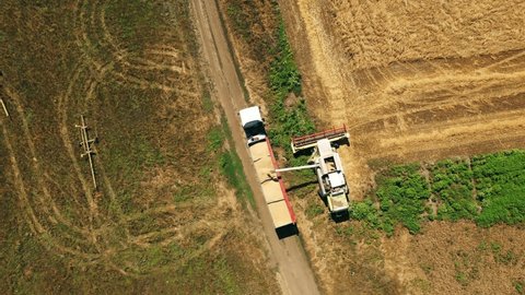 2021-07-08 Ukraine, Nikolske. Overloading grain from combine harvesters into grain truck in field. Combine unloder pouring harvested wheat into a lorry body. Harvesting season. Aerial drone view.