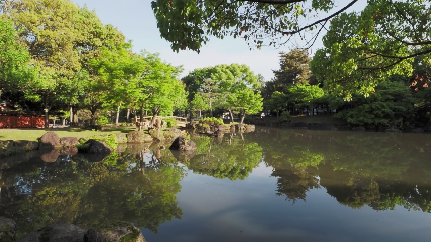 Nara Park Kasuganoenchi  and deer scenery | Shutterstock HD Video #1091603419