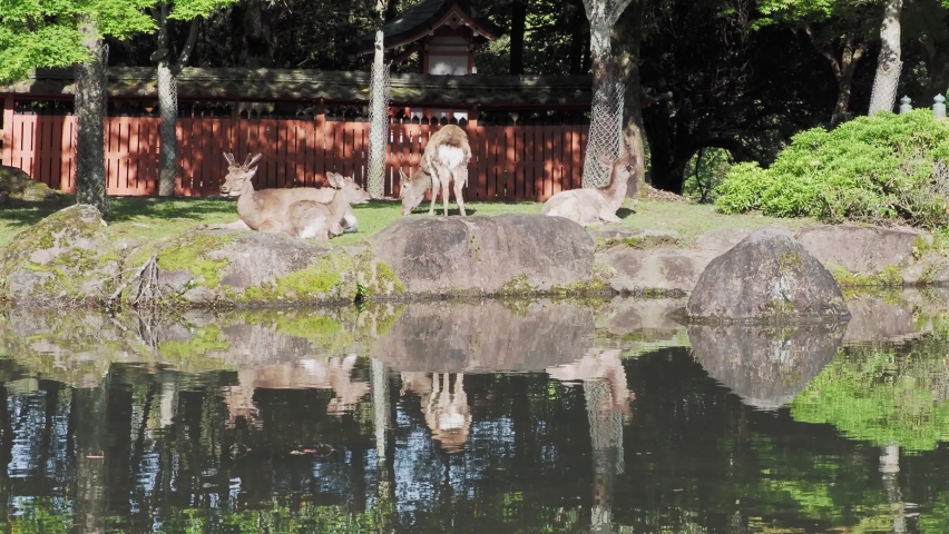Nara Park Kasuganoenchi  and deer scenery | Shutterstock HD Video #1091603421