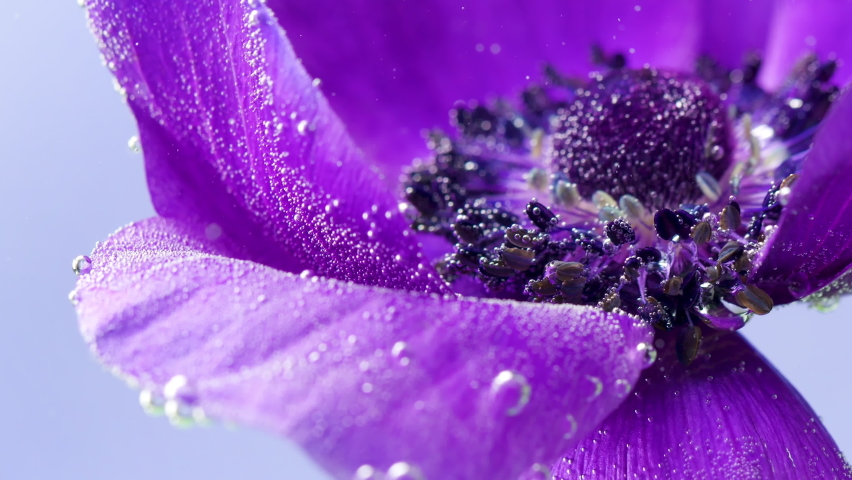 Delicate gray background.Stock footage.A bright purple flower in macro photography that is located in the water and bubbles are moving away from it. | Shutterstock HD Video #1091605427