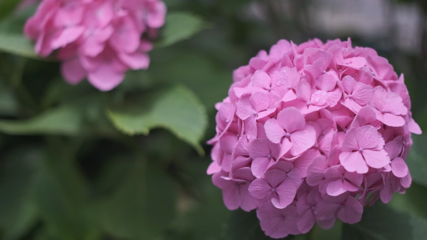 Hydrangea flower Cinematic video 2022 | Shutterstock HD Video #1091606571