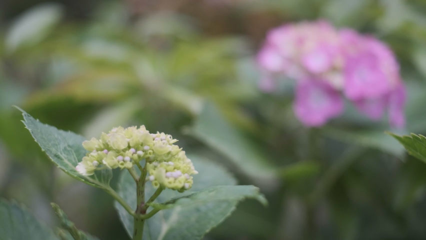 Hydrangea flower Cinematic video 2022 | Shutterstock HD Video #1091606577