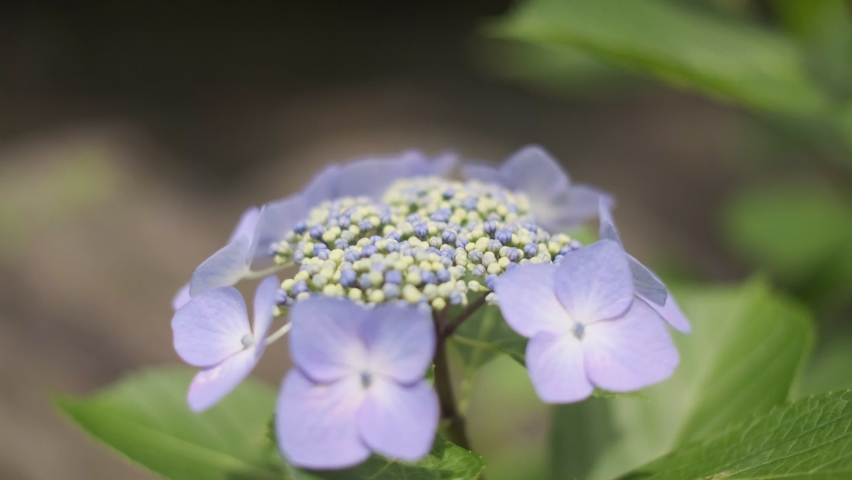 Hydrangea flower Cinematic video 2022 | Shutterstock HD Video #1091606581