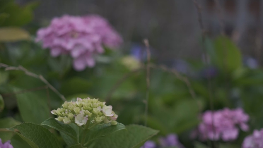 Hydrangea flower Cinematic video 2022 | Shutterstock HD Video #1091606583