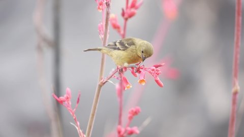 A lesser goldfinch sways back and forth as it perches on the stem of a red yucca flower eating the spent blossoms. 