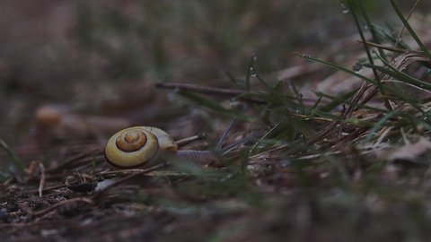 Close up on crawling snail in forest. 4K BMPCC 6K.