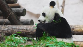 Cute Panda eating bamboo stems. Giant Panda eats the green shoots of bamboo. 4K slow motion 120 fps video
