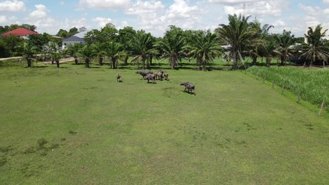 Aerial view of Thai buffaloes walking and playing on the green field in the countryside of Thailand during afternoon daylight,Bangkok 