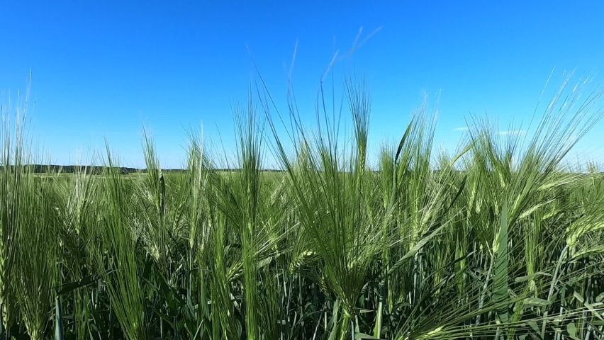 Background of green wheat swaying in the wind against the blue sky | Shutterstock HD Video #1091609681