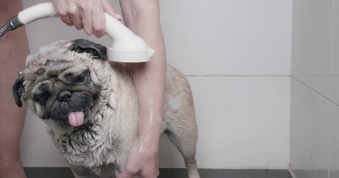 Cute funny pug dog taking shower, bath. Wash after the walk to stay clean and safe. Owner is bathing his pug dog with dog shampoo. Bath the pet with hygiene care. Summer bath