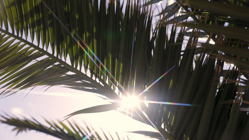 Palm tree leaves with sunlight rays shining through in a tropical garden in the canary islands | Shutterstock HD Video #1091612755