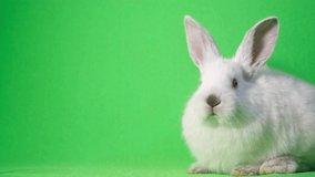 4k video, white bunny on a green background in the studio. Cute white rabbit close up on chroma key 