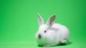 Rabbit on a green background in the studio. Cute white bunny close up, chroma key, 4k video