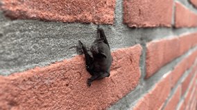 Small bat on a city wall closeup calling