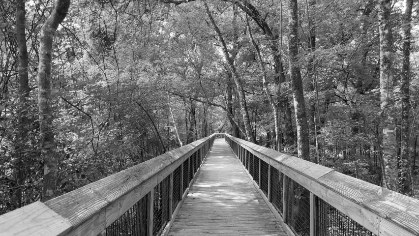 Walking on a wooden scary creepy trail in the woods in black and white. | Shutterstock HD Video #1091616521