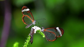4K Ultra HD Close up Video of Greta Oto Glasswing butterflies inserting their feeding probe into a tropical flower to feed of its nectar. Blurred bokeh background. Greenery