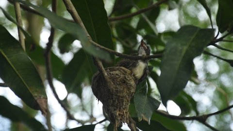 baby white throat fantail bird feeding by father and mother feeding in nest under mango tree