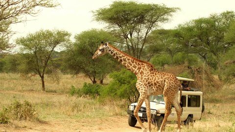 A lone giraffe in the wild of the African savannah walks past a safari car and tourists in Tarangire National Park in Tanzania. Africa Adlı Stok Video