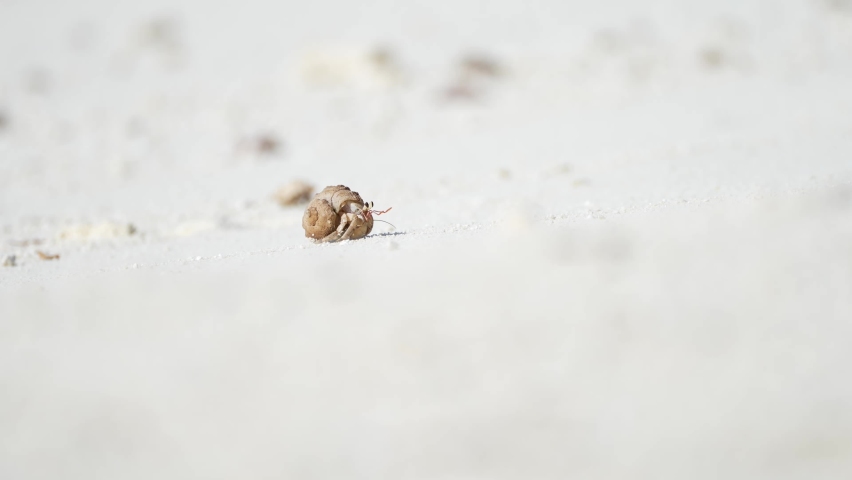 Close up Video of a Hermit Crab (Paguroidea) near the shoreline of a beach with blurred background and with wave sounds | Shutterstock HD Video #1091623383