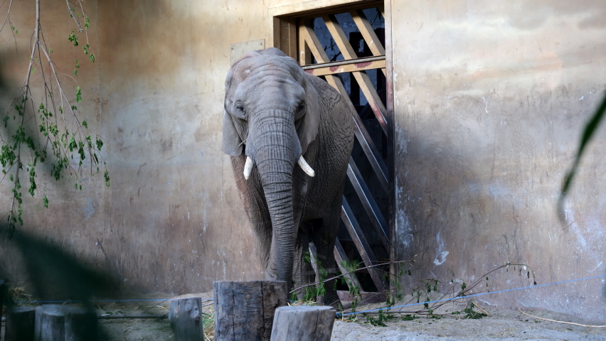 Warsaw , Poland - 05 23 2022: Warsaw, Poland, Circa May, 2022: African bush elephant (Loxodonta africana L.a. knochenhaueri) eating inside the house in Warsaw Zoological Garden
