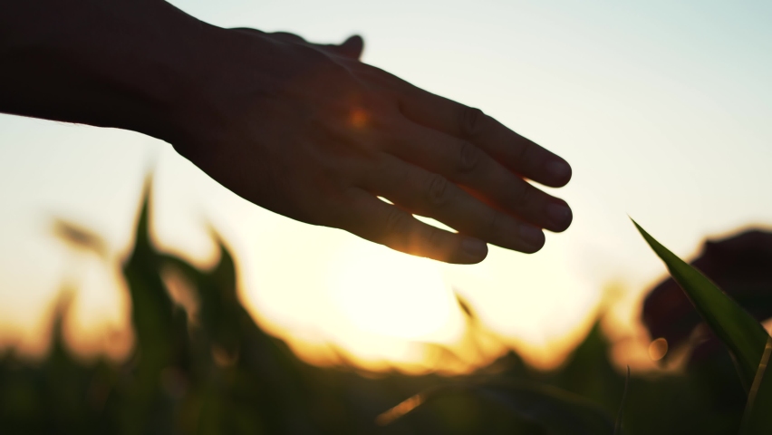 Agriculture. Farmers handshake in corn farm. Dialogue between two businessmen to sign contract. Handshake to conclude contract.Farmers on corn plantation.Agricultural business concept.Hands silhouette Royalty-Free Stock Footage #1091625887
