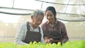 agriculture concept of 4k Resolution. Asian woman checking vegetables in greenhouse. Gardener's Productivity Evaluation. - Powered by Shutterstock - Get 15% off with code: PIKWIZARD15