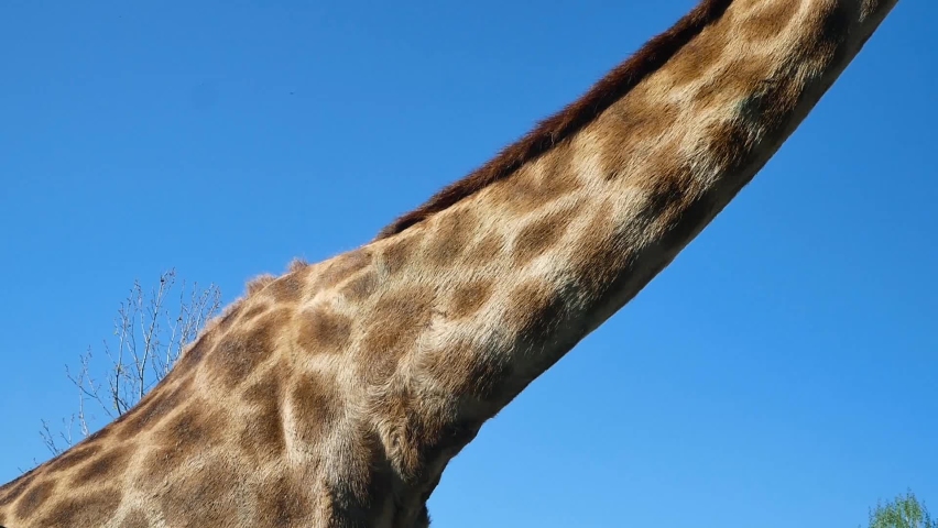 Giraffe on the background of the sky in the zoo | Shutterstock HD Video #1091626123