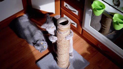 Two Gray Fluffy Cats Play with a Scratching Post on the Floor in the Kitchen. Playful British pets sharpen claws, bite, scratch, and move around the scratching post in the rays of sunlight. Morning.
