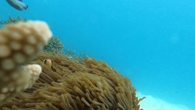 Wide Angle Underwater Video of Clown Fish(Amphiprioninae) swimming near a huge Sea Anemone (Actiniaria) with Bright Blue Ocean Background and small fishes swimming in the background
