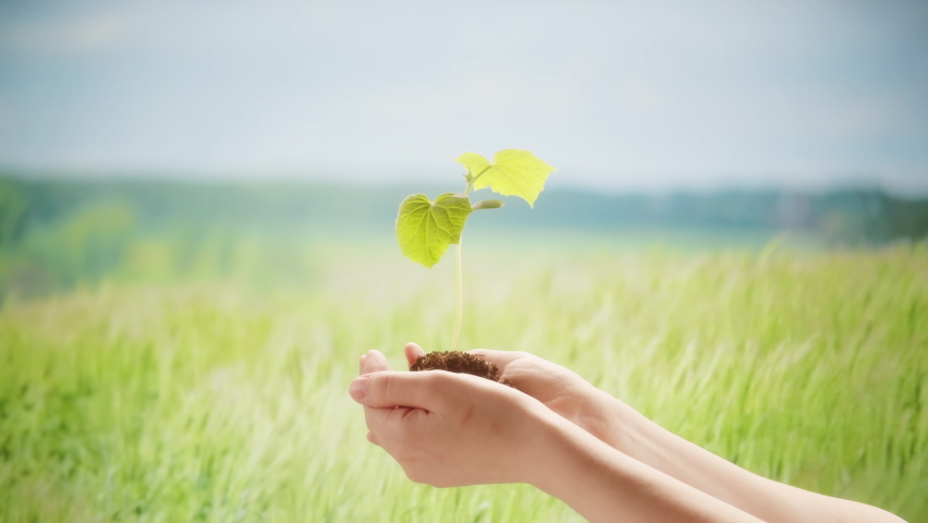 Green plant sprout in hands close-up, seedling with soil on field background. Eco-friendly and gardening concept.  | Shutterstock HD Video #1091629213