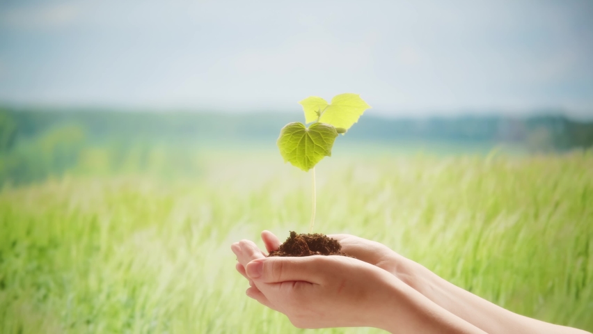 Green plant sprout in hands close-up, seedling with soil on field background. Eco-friendly and gardening concept.  | Shutterstock HD Video #1091629217