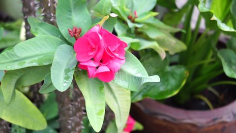 Pink Crown of thorns flower or Euphorbia milii flower blooming in a pot on the morning.Environmental and natural concept.
