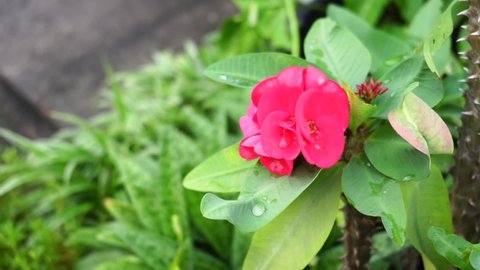 Pink Crown of thorns flower or Euphorbia milii flower blooming in a pot on the morning.Environmental and natural concept.