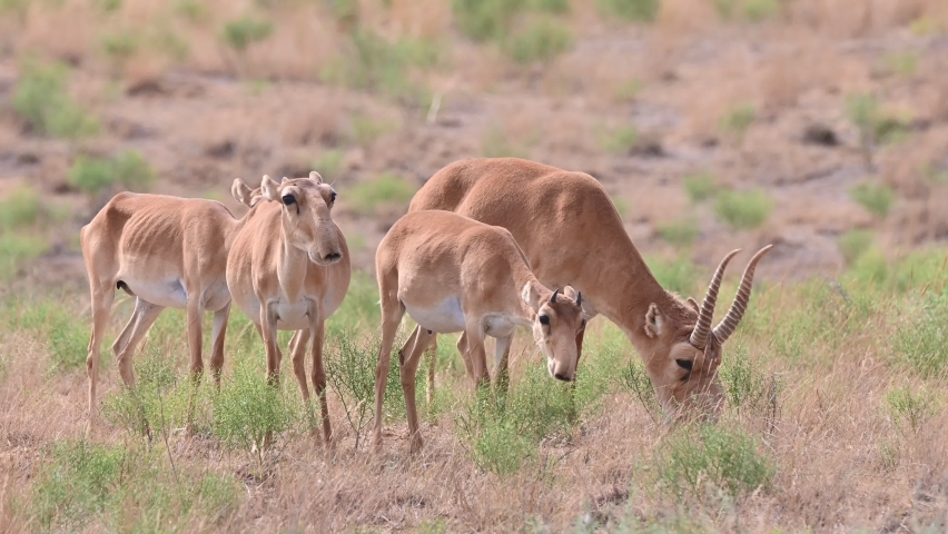 Wild saiga antelope or Saiga tatarica grazes in steppe. 4K Royalty-Free Stock Footage #1091630267