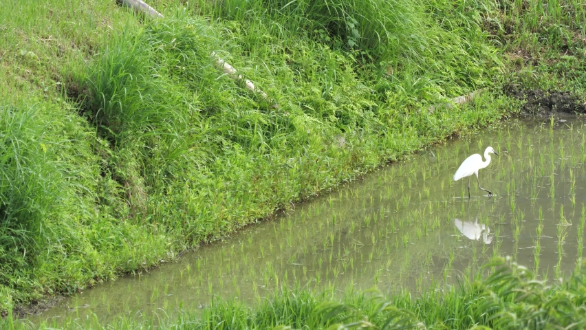 A great blue heron searching for food in a paddy field | Shutterstock HD Video #1091632219