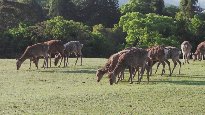 Nara Park and deer in early morning | Shutterstock HD Video #1091632295