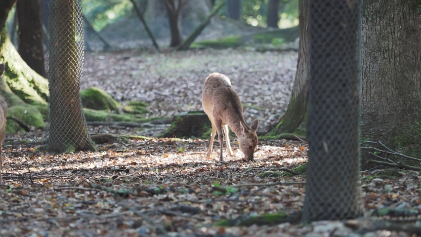 Baby deer in Nara Park | Shutterstock HD Video #1091632395