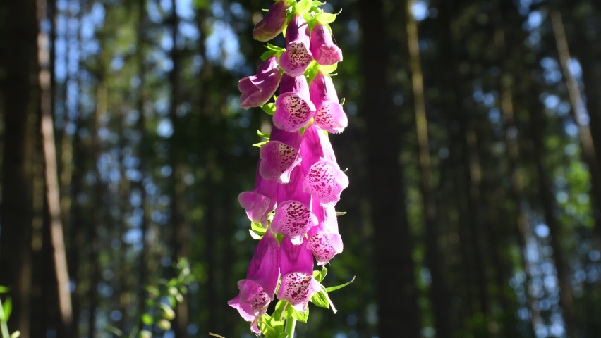  Foxglove, medicinal herb with flower in a German forest in spring | Shutterstock HD Video #1091633513