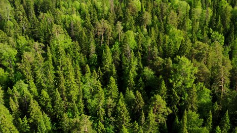 Dense mixed green forest in summer. Aerial view. Siberian taiga consisting of coniferous and deciduous trees. Tops of pines, birches, firs and larches