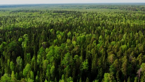 Dense mixed green forest in summer. Aerial view. Boundless Siberian taiga consisting of coniferous and deciduous trees. Beautiful natural landscape
