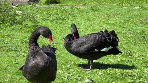 close up of a pair of preening Black swan (Cygnus atratus)