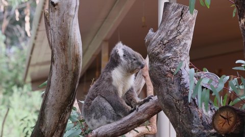 Koala sitting in a tree at a wildlife conservation park near Adelaide in South Australia