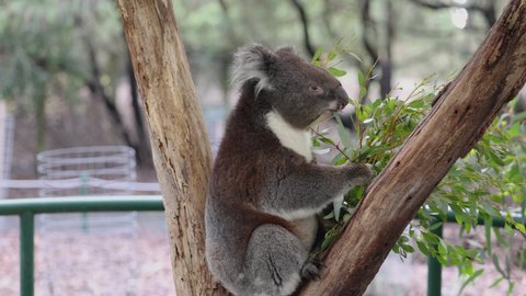 Koala sitting in a tree at a wildlife conservation park near Adelaide in South Australia