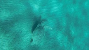 VERTICAL VIDEO: Slow motion, Sea turtle slowly fly above sandy bottom in sunrays. Green Sea Turtle (Chelonia mydas) swim over seabed. Top view. Red Sea, Egypt