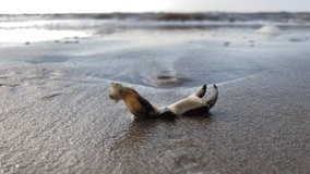 Crab claw on scenic sandy beach with waves rolling in