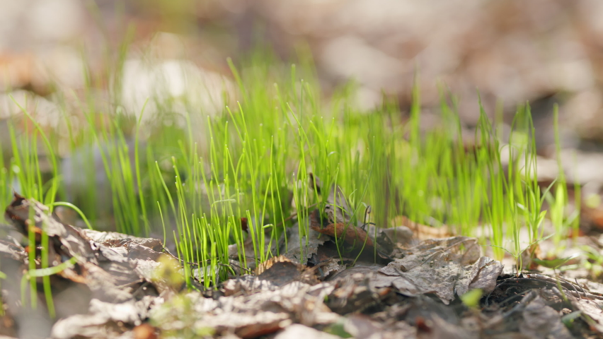 Fresh green spring grass sprouted through brown and orange dry fallen leaves. Harmonious colors. Macro shot. | Shutterstock HD Video #1091637763